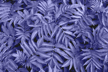 Leaves in the trendy color of the year 2022 Very Peri. Color of the year 2022. Background for designers