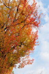 赤く染まるとうかえでの大木