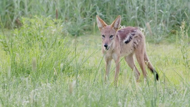 Wide shot of a scruffy black-backed jackal looking around in the green Kalahari.