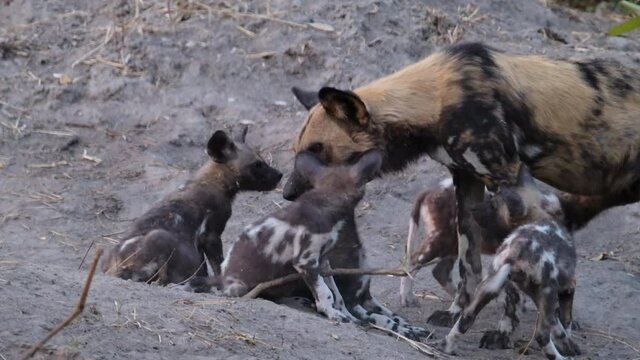 Medium shot of adult wild dog greeting the puppies, Botswana.