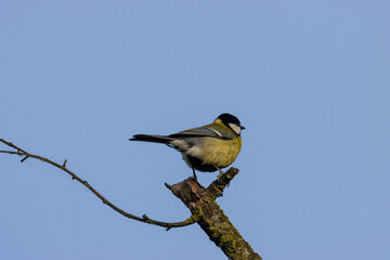 Fototapeta premium Kohlmeise auf einen Ast, blauer Himmel
