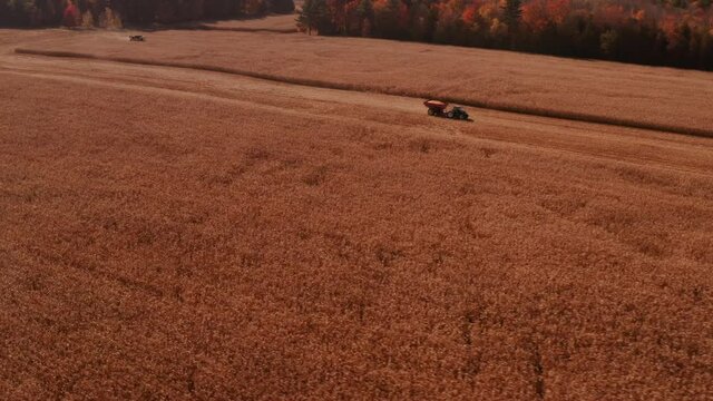 4K AERIAL FOOTAGE OF COMBINE OPERATION WITH SUPPORTING TRACTORS REAPING WEATH IN QUEBEC CANADA