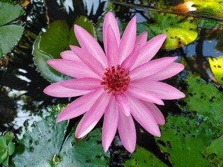 The pink blossom lotus The pink blossom flower