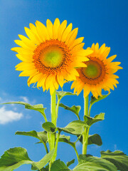 Fototapeta premium sunflower on blue sky. sunflower in the field. sunflower of blue sky.