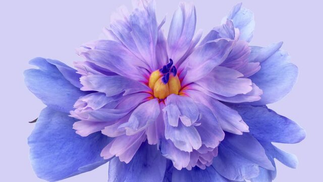 Amazing blue Peony flower background. Trend colour 2022 Wedding backdrop, Valentine's Day concept. Mother's day, Holiday, Love, birthday