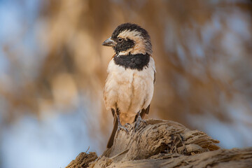 Portrait of a male Cape Sparrow (Passer melanurus) perched on a tree trunk