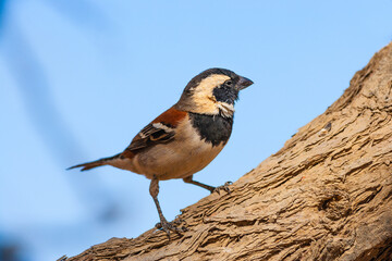 Portrait of a male Cape Sparrow (Passer melanurus) perched on a tree trunk against blue sky
