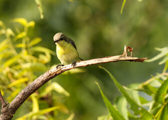 Purple sunbird standing on branch. Small bird. Cinnyris asiaticus.