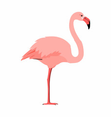 Greater flamingo seen in side view - Flat style vector © Martin