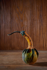 Variety of edible and decorative gourds and pumpkins. Autumn composition of different squash types...