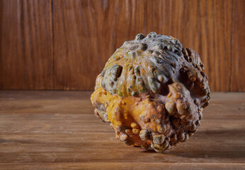 Variety of edible and decorative gourds and pumpkins. Autumn composition of different squash types on wooden table.