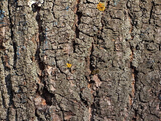 Old cracked bark on the tree trunk - natural background texture
