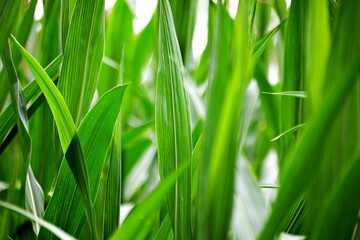 Nahaufnahme Maisfeld