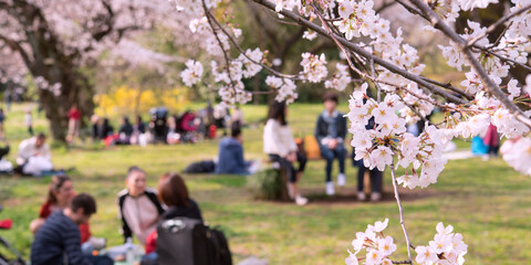 Cherry blossom trees and people in spring park, Tokyo, Japan　桜が満開の春の公園 花見をする人々