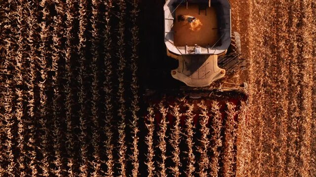4K AERIAL FOOTAGE OF COMBINE OPERATION WITH SUPPORTING TRACTORS REAPING WEATH IN QUEBEC CANADA