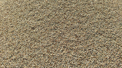 Millet seeds, millet (Baajara) grain close up view