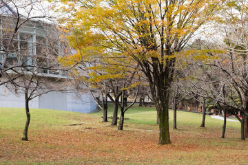 鹿児島みやまコンセール場内の紅葉	