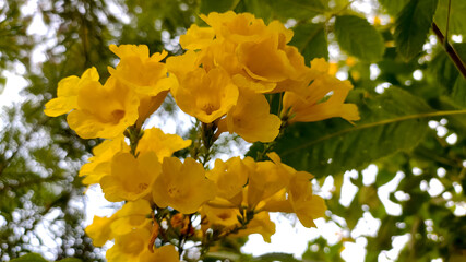 Beautiful blossoming yellow flowers, close up view