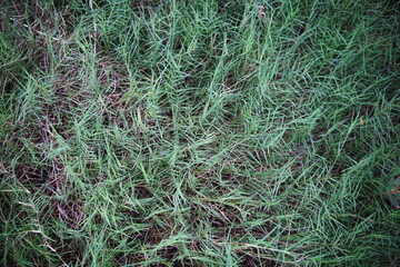 Green grass nature  abstract background