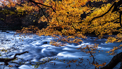 Obraz na płótnie Canvas Oirase Stream (Oirase Keiryū) is a picturesque mountain stream in Aomori Prefecture that is one of Japan's most famous and popular autumn colors destinations