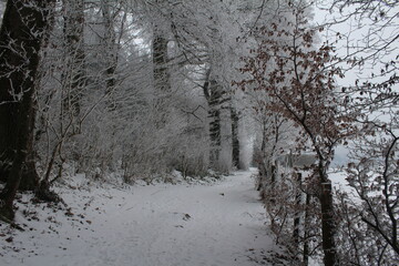 trees in snow