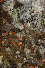 Fragment of the northern forest landscape. Lichen stone, dry foliage, grass and moss. Close-up.