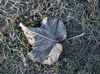 Frozen fallen leaf