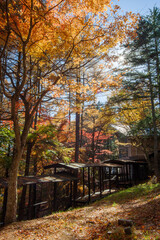Naklejka premium The autumn leaves of Karuizawa Cloud Field Pond, Japan