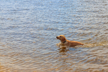 Cute labrador retriever puppy playing in a water