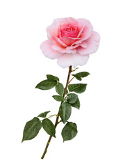 Delicate pink rose with green leaves isolated on white background