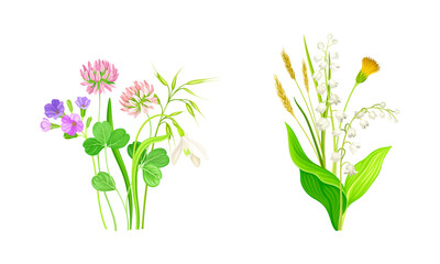 Set of summer blooming wildflowers set. Beautiful bouquets of meadow flowers, lily of the valley, dandelion, phlox, clover vector illustration