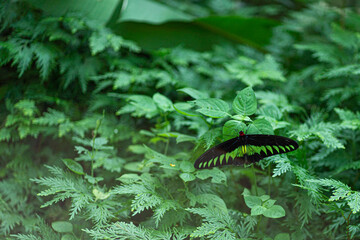 A butterfly species named the Rajah Brooke's birdwing perched on a leaf. Blurred background