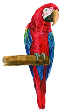Parrot sitting on a branch, red macaw, isolated white background, Hand painted watercolor illustration