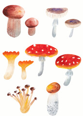 Set of hand painted watercolor mushrooms champignon, boletus, cantharellus cibarius, amanita isolated on white background