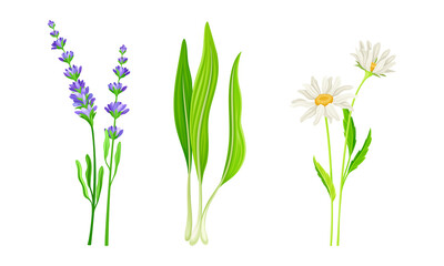 Obraz na płótnie Canvas Set of summer meadow or garden flowers and plants set. Lily of the valley, chamomile, lavender vector illustration