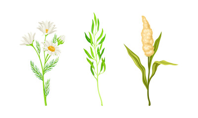 Set of meadow or garden plants and flowers set vector illustration on white background