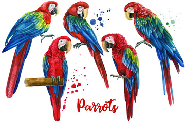 Colorful parrots, red macaw, set tropical birds, isolated white background, watercolor illustration. jungle design © Hanna