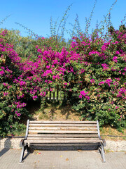 Wooden bench on the street under a tree with pink flowers