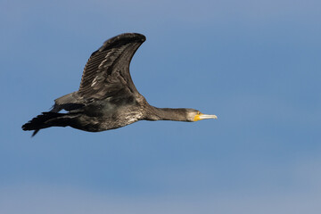 RETRATO DE CORMORAN GRANDE