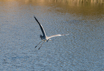 飛んでいるアオサギ