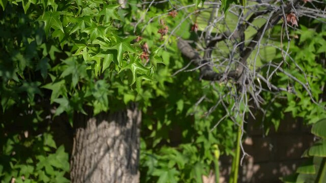 Leaves on a tree in the wind
