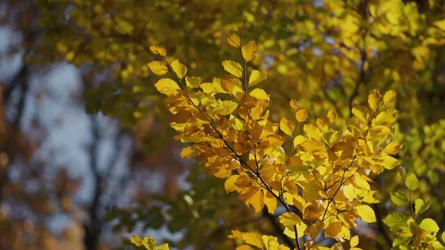 A delicate branch of the elm tree with colorful autumn leaves on the blurry background. A close-up view.