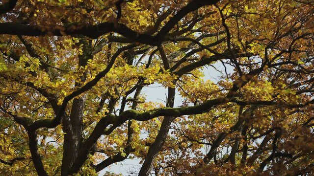 Looking up through the entangled branches of the crowns of the elm tree covered in colorful autumn leaves.