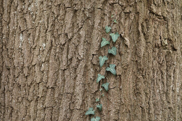 A close-up of the bark of an Oak tree with Common Ivy growing on it
