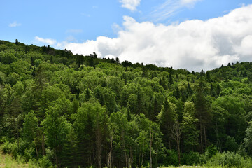 Dense green forest. Broad-leaved trees with conifers. Blue sky with white clouds.