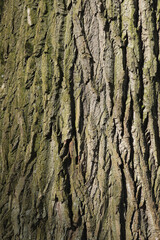 A close-up of the bark of an Oak tree
