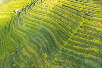 Aerial top view of green fresh tea or strawberry farm, agricultural plant fields in Asia. Rural area. Farm pattern texture. Nature landscape background. Chiang Mai, Thailand.