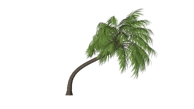 Palm tree seamless loop, white background 