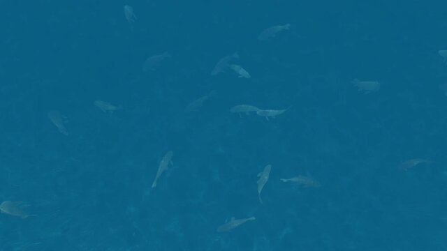 Large fish swim in the blue waters, 4K