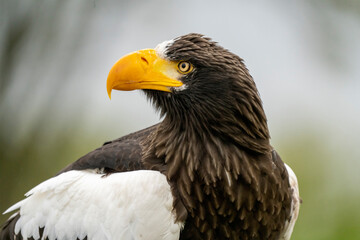 Close up of a Steller's sea eagle head. Yellow bill and eye, large nostrils. Against sky and grass